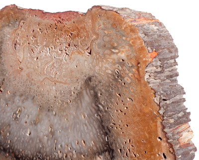 Древовидный папоротник Tietea singularis 