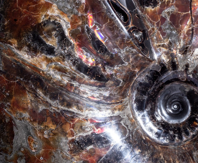 Аммонит Craspedodiscus discofalcatus 