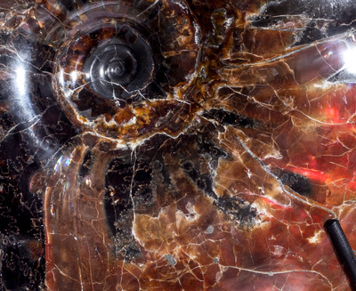 Аммонит Craspedodiscus discofalcatus 