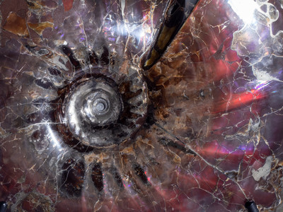 Аммонит Craspedodiscus discofalcatus 