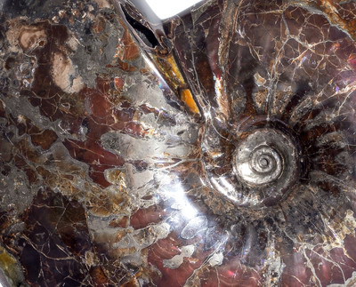 Аммонит Craspedodiscus discofalcatus 