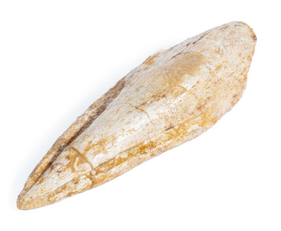 Коготь спинозавра