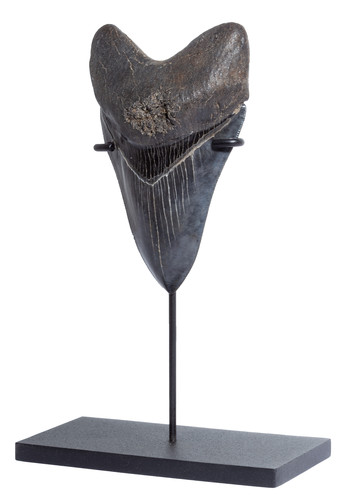 Зуб мегалодона 11,7 см коллекционного качества 