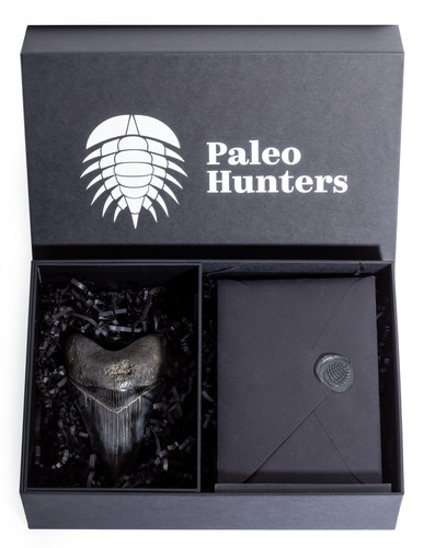 Зуб мегалодона 11,7 см коллекционного качества 