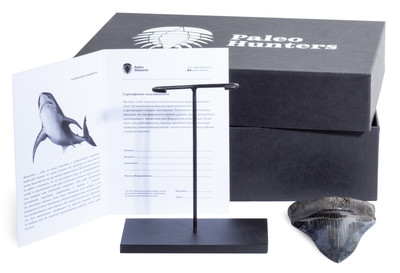 Зуб мегалодона 11,7 см коллекционного качества 