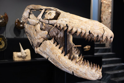 Череп мозазавра Prognathodon sp.