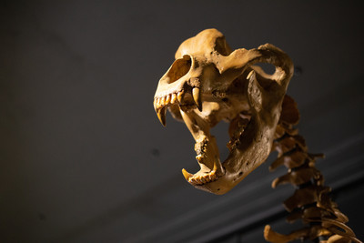 Пещерный медведь Ursus spelaeus