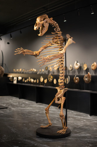 Пещерный медведь Ursus spelaeus