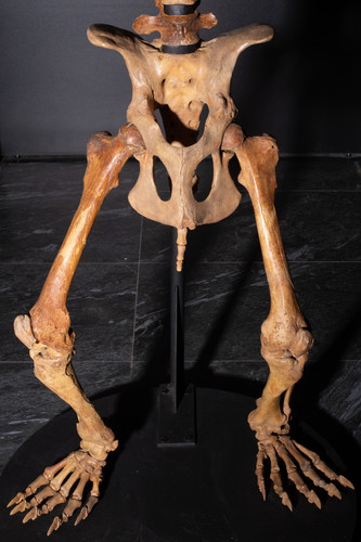 Пещерный медведь Ursus spelaeus