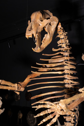 Пещерный медведь Ursus spelaeus