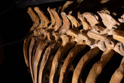 Пещерный медведь Ursus spelaeus