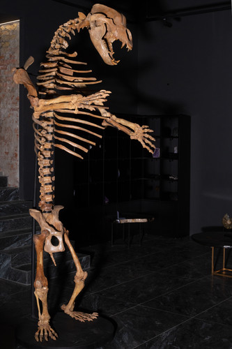 Пещерный медведь Ursus spelaeus