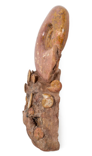 Аммониты Нammatoceras sp.