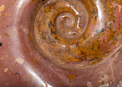 Аммониты Нammatoceras sp.