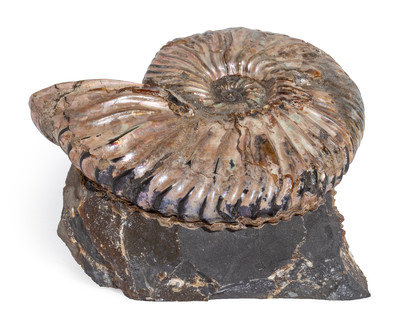 Аммонит Deshayesites sp. 
