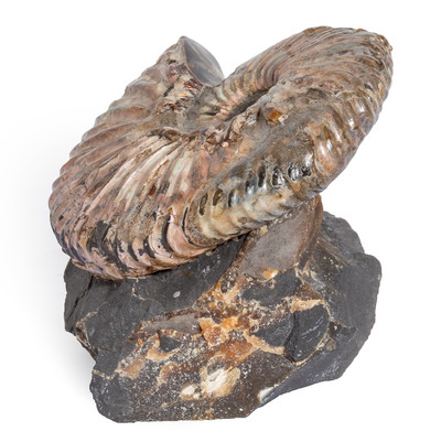Аммонит Deshayesites sp. 