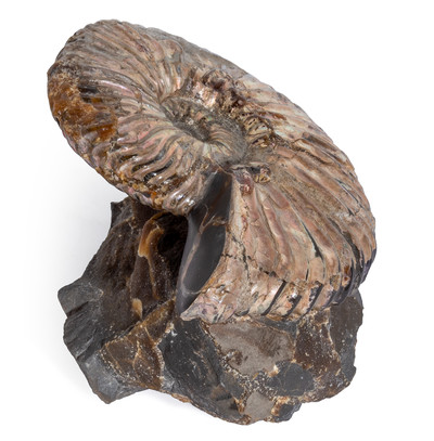 Аммонит Deshayesites sp. 