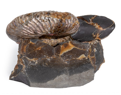 Аммонит Deshayesites sp. 