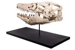 Череп мозазавра Prognathodon sp.
