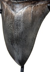 Зуб мегалодона 13,5 см музейного качества 