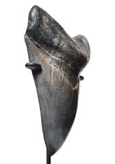 Зуб мегалодона 13,5 см музейного качества 