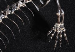 Скелет Capthorinus aguti