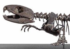 Скелет Capthorinus aguti