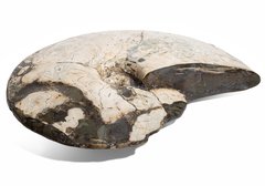 Аммонит Placenticeras costatum