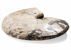 Аммонит Placenticeras costatum