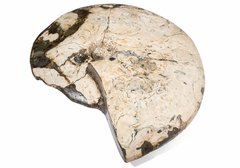 Аммонит Placenticeras costatum