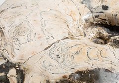 Аммонит Placenticeras costatum