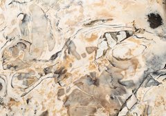 Аммонит Placenticeras costatum