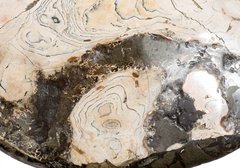 Аммонит Placenticeras costatum