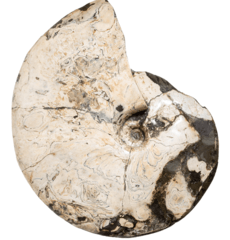 Аммонит Placenticeras costatum