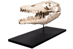 Череп мозазавра Prognathodon sp.