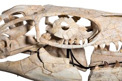 Череп мозазавра Prognathodon sp.