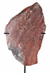 Спил кости динозавра