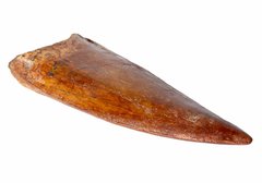Зуб динозавра Carcharodontosaurus saharicus