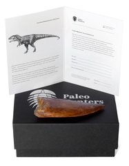 Зуб динозавра Carcharodontosaurus saharicus