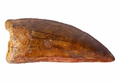 Зуб динозавра Carcharodontosaurus saharicus