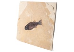 Рыба Mioplosus labracoides