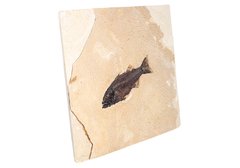 Рыба Mioplosus labracoides
