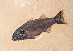 Рыба Mioplosus labracoides