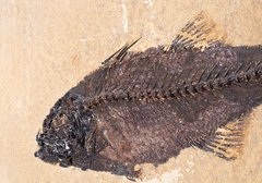 Рыба Mioplosus labracoides