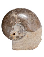 Аммонит Shloenbacchia sp.