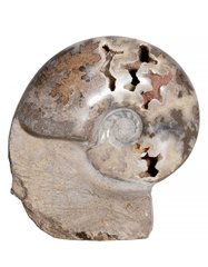  Аммонит Shloenbacchia sp.