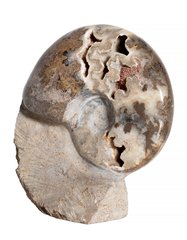  Аммонит Shloenbacchia sp.