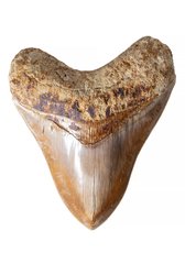 Зуб мегалодона 14,5 см музейного качества