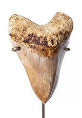 Зуб мегалодона 14,5 см музейного качества