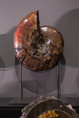 Аммонит Craspedodiscus discofalcatus